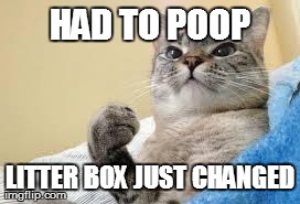 Success Cat | HAD TO POOP LITTER BOX JUST CHANGED | image tagged in success cat,AdviceAnimals | made w/ Imgflip meme maker