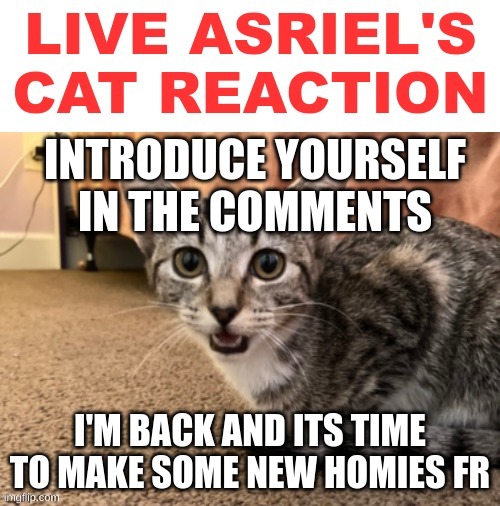 Live Asriel's cat reaction | INTRODUCE YOURSELF IN THE COMMENTS; I'M BACK AND ITS TIME TO MAKE SOME NEW HOMIES FR | image tagged in live asriel's cat reaction | made w/ Imgflip meme maker