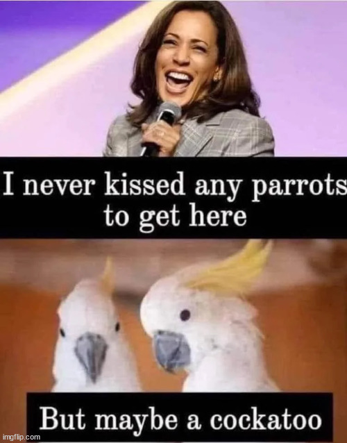 dems sure can pick'em | image tagged in heels up,harris,expert sucker | made w/ Imgflip meme maker