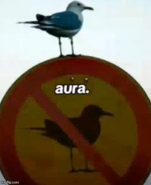 When a bird has more aura than you | image tagged in bird,funny,funny memes,meme,birds | made w/ Imgflip meme maker