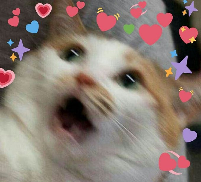 Cat Shocked in Love Blank Meme Template