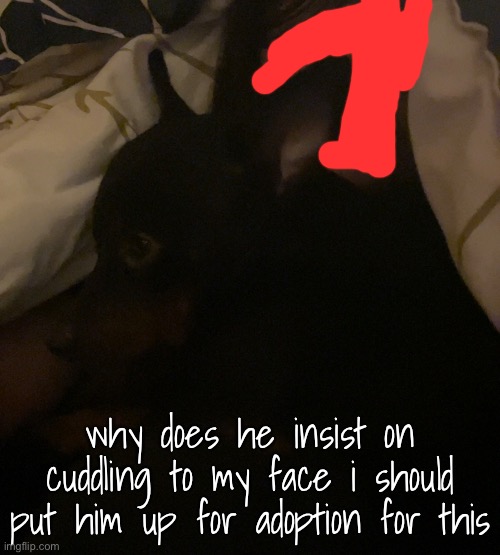 why does he insist on cuddling to my face i should put him up for adoption for this | made w/ Imgflip meme maker