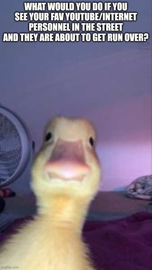 Duckling Bruh | WHAT WOULD YOU DO IF YOU SEE YOUR FAV YOUTUBE/INTERNET PERSONNEL IN THE STREET AND THEY ARE ABOUT TO GET RUN OVER? | image tagged in duckling bruh | made w/ Imgflip meme maker