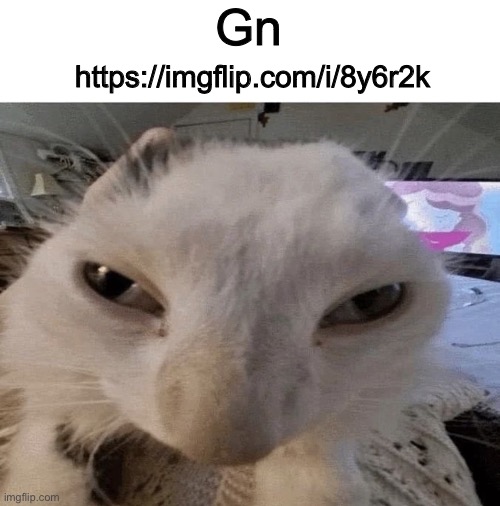 Pluh cat | Gn; https://imgflip.com/i/8y6r2k | image tagged in g | made w/ Imgflip meme maker