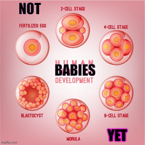 Human embryonic development | NOT YET BABIES | image tagged in human embryonic development | made w/ Imgflip meme maker