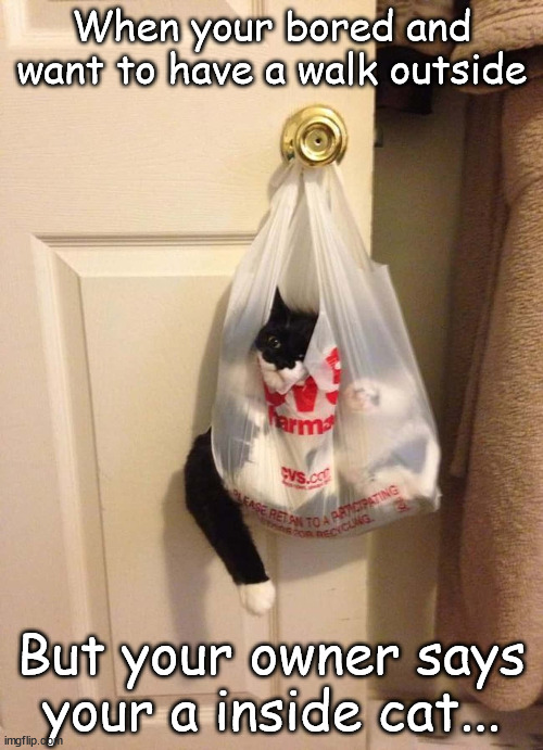 You decide to travel in a bag, and hopefully your owner wont know! | When your bored and want to have a walk outside; But your owner says your a inside cat... | image tagged in cat | made w/ Imgflip meme maker
