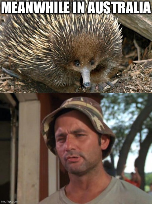 MEANWHILE IN AUSTRALIA | image tagged in echidna,memes,so i got that goin for me which is nice | made w/ Imgflip meme maker