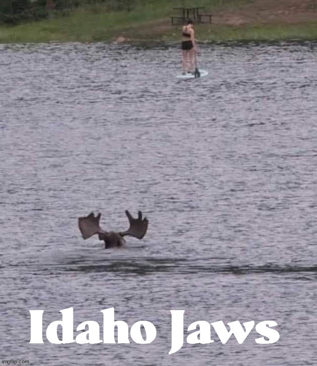 Meanwhile in Idaho | image tagged in idaho,jaws,moose,shark | made w/ Imgflip meme maker