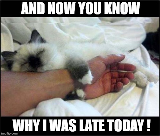A Valid Reason ? | AND NOW YOU KNOW; WHY I WAS LATE TODAY ! | image tagged in cats,valid reason,late | made w/ Imgflip meme maker