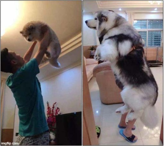 Husky Puppy To Dog | image tagged in dogs,husky,aging | made w/ Imgflip meme maker
