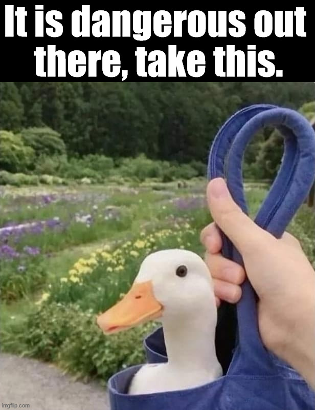 Stay safe | It is dangerous out 
there, take this. | image tagged in ducks | made w/ Imgflip meme maker