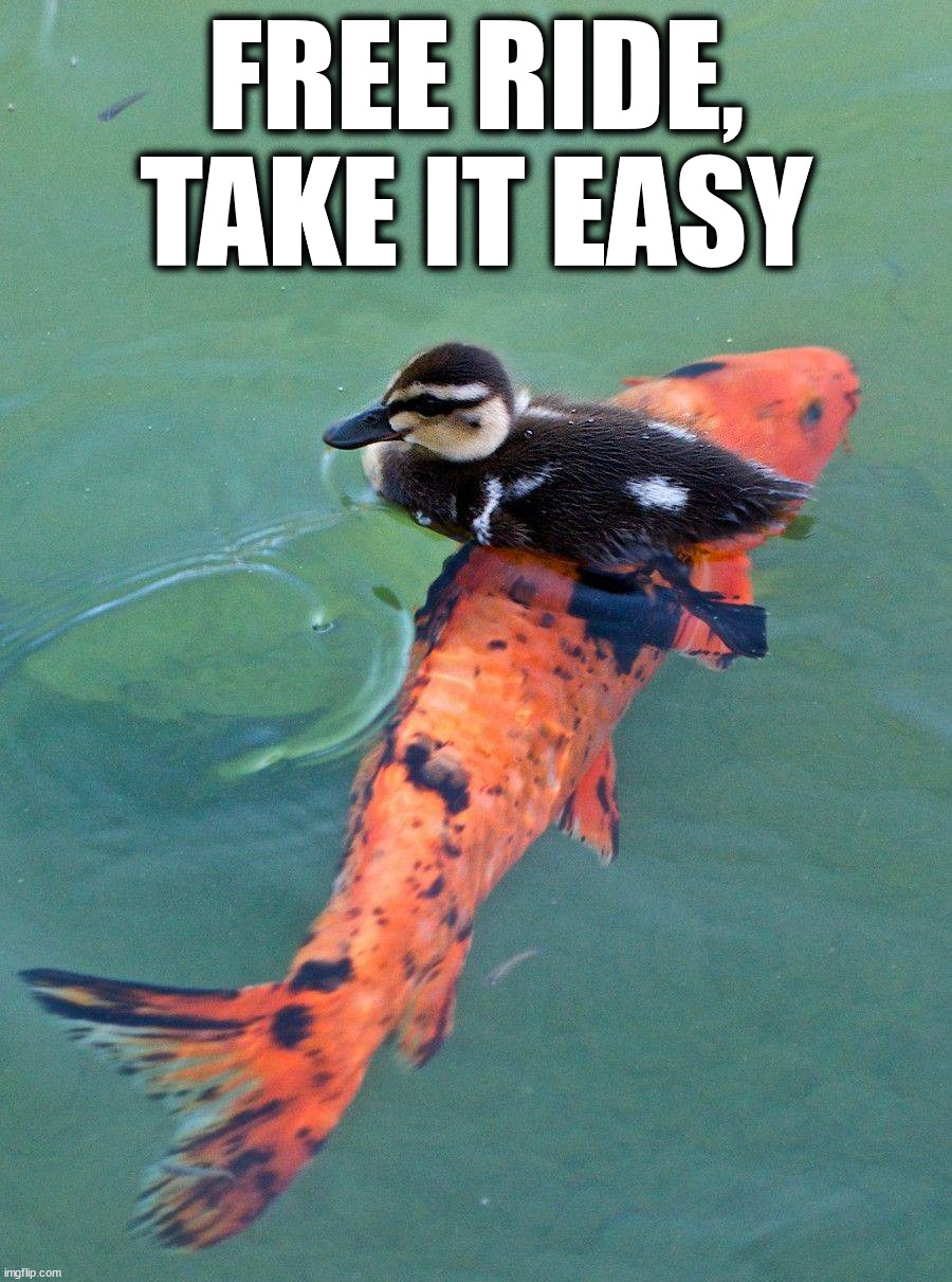 Going for a ride | FREE RIDE,
TAKE IT EASY | image tagged in ducks | made w/ Imgflip meme maker