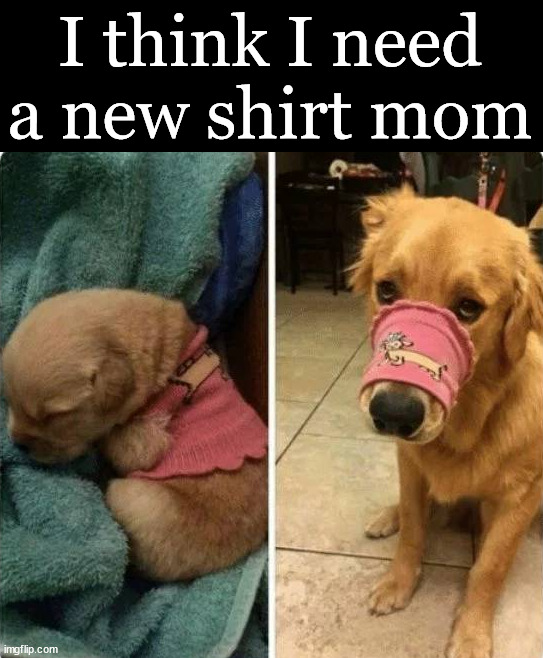 Outgrew my shirt | I think I need a new shirt mom | image tagged in dogs | made w/ Imgflip meme maker