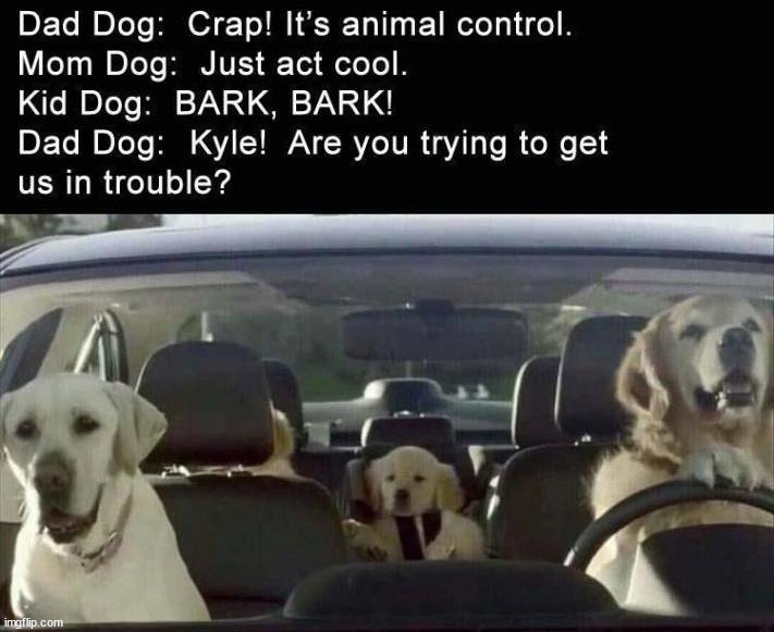 Animal control | image tagged in dogs | made w/ Imgflip meme maker