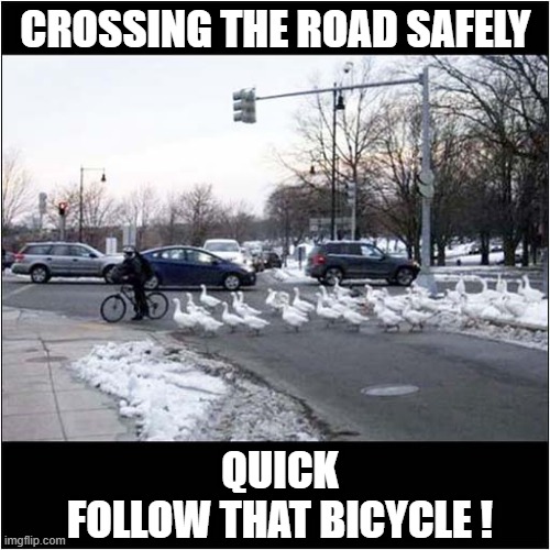 Traffic Aware Geese ! | CROSSING THE ROAD SAFELY; QUICK
FOLLOW THAT BICYCLE ! | image tagged in geese,road safety | made w/ Imgflip meme maker