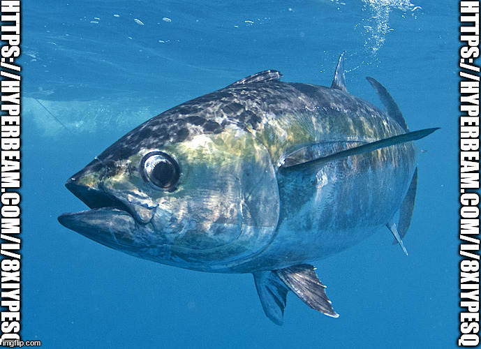 https://hyperbeam.com/i/8xIypEsQ | HTTPS://HYPERBEAM.COM/I/8XIYPESQ; HTTPS://HYPERBEAM.COM/I/8XIYPESQ | image tagged in tuna fish | made w/ Imgflip meme maker