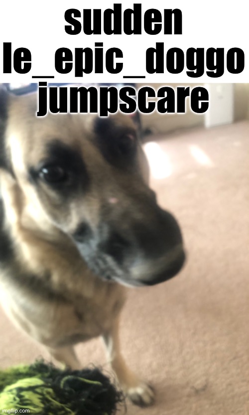 sudden le_epic_doggo jumpscare | made w/ Imgflip meme maker