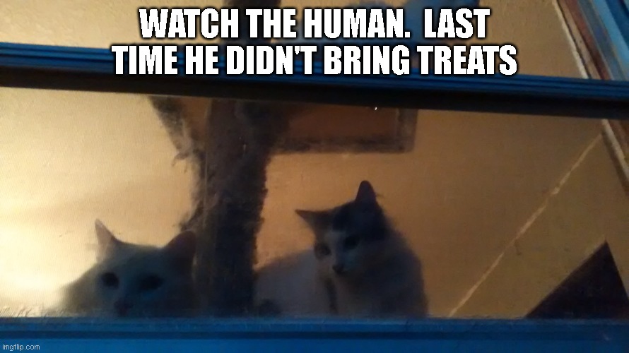 Queen Little Bit and Conan watching their human. | WATCH THE HUMAN.  LAST TIME HE DIDN'T BRING TREATS | image tagged in dwarf cat,kitty,cute,funny,treats | made w/ Imgflip meme maker