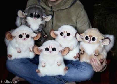 Inari foxesss!! | made w/ Imgflip meme maker