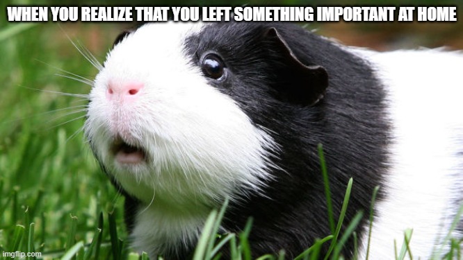 free epic Tiramisu | WHEN YOU REALIZE THAT YOU LEFT SOMETHING IMPORTANT AT HOME | image tagged in scared guinea pig | made w/ Imgflip meme maker