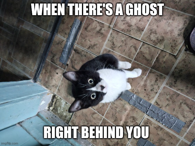 Surprised Sylvester | WHEN THERE'S A GHOST; RIGHT BEHIND YOU | image tagged in surprised sylvester | made w/ Imgflip meme maker