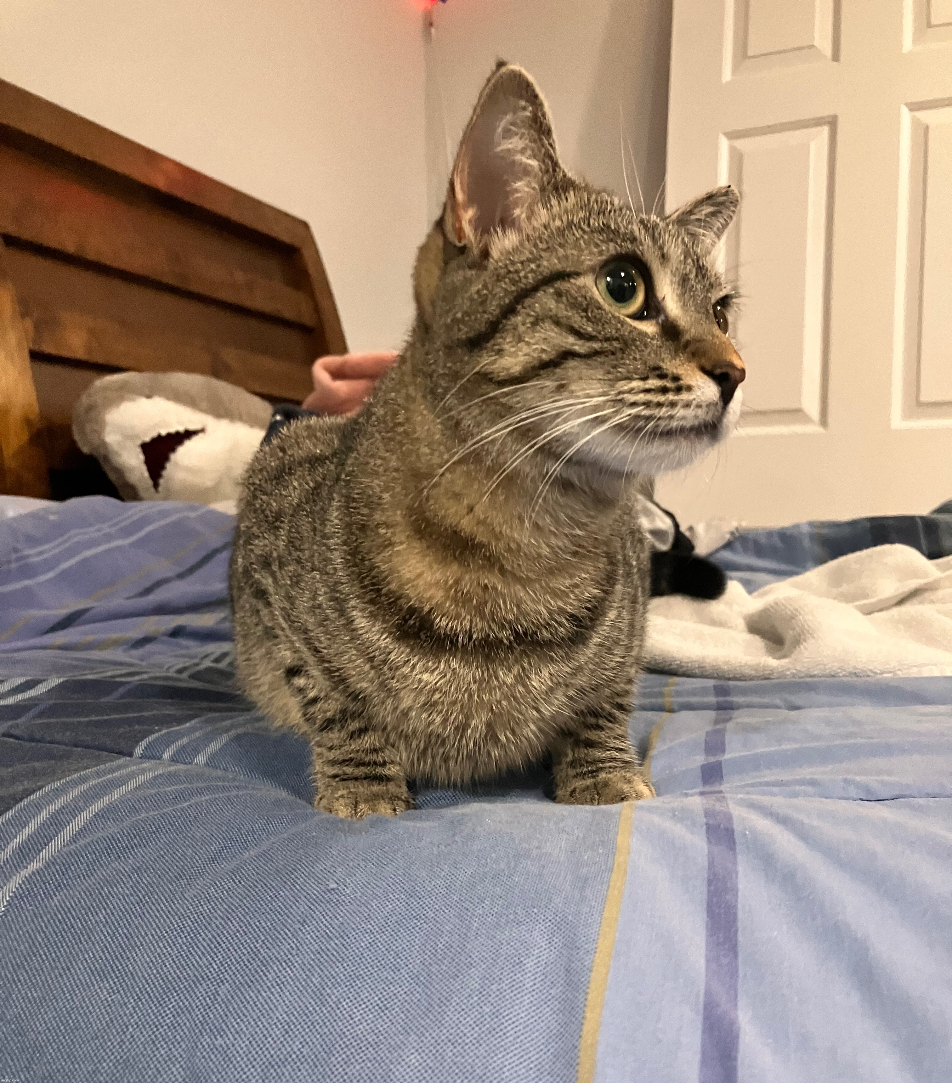 my car hazel | made w/ Imgflip meme maker