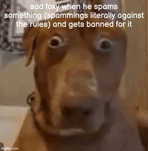 Shocked Dog | sad foxy when he spams something (spammings literally against the rules) and gets banned for it | image tagged in shocked dog | made w/ Imgflip meme maker