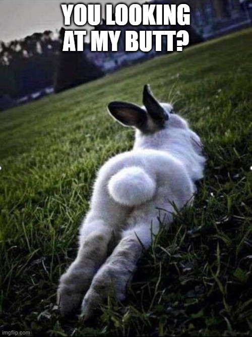 Butt | YOU LOOKING AT MY BUTT? | image tagged in bunnies | made w/ Imgflip meme maker