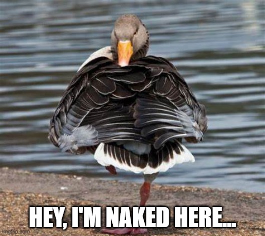 Duck and Cover | HEY, I'M NAKED HERE... | image tagged in ducks | made w/ Imgflip meme maker