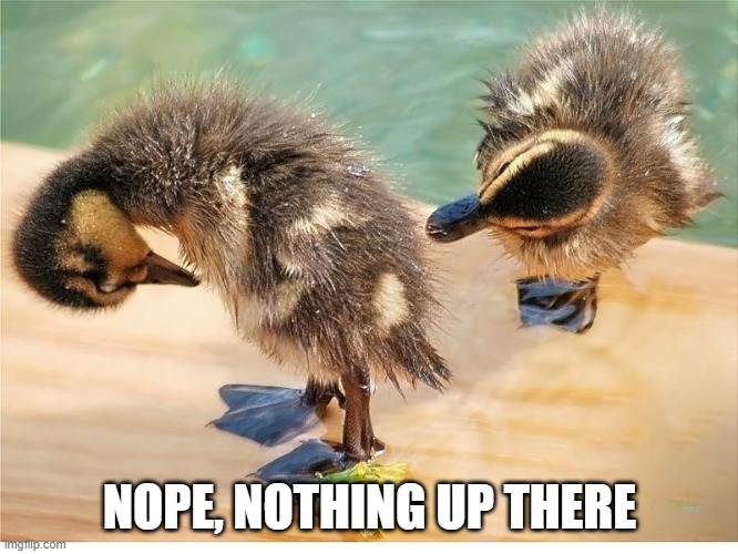 Duck Butt Check | NOPE, NOTHING UP THERE | image tagged in ducks | made w/ Imgflip meme maker