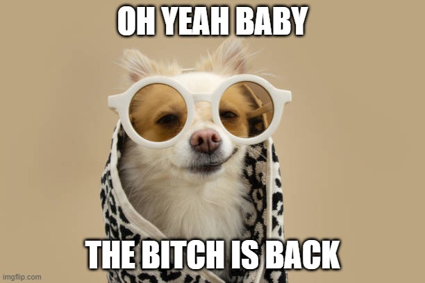 Elton Dog | OH YEAH BABY; THE BITCH IS BACK | image tagged in dogs | made w/ Imgflip meme maker