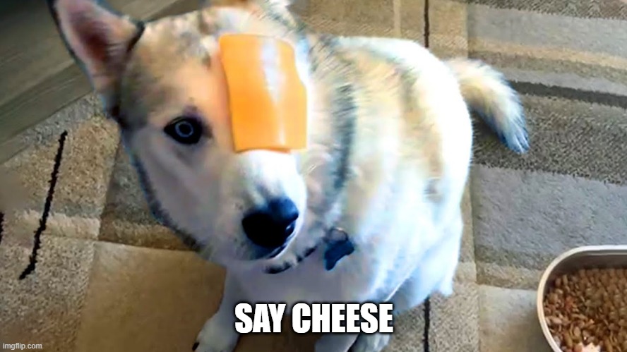 Cheese! | SAY CHEESE | image tagged in dogs | made w/ Imgflip meme maker