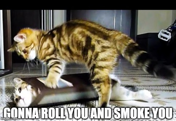 Cat Joint | GONNA ROLL YOU AND SMOKE YOU | image tagged in cats | made w/ Imgflip meme maker