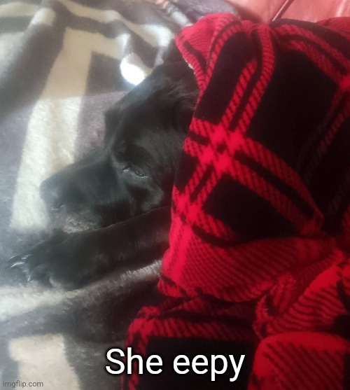 Check comments | She eepy | made w/ Imgflip meme maker
