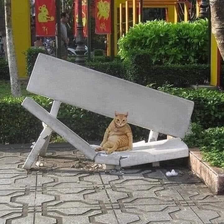 High Quality Fat Cat breaks seat Blank Meme Template