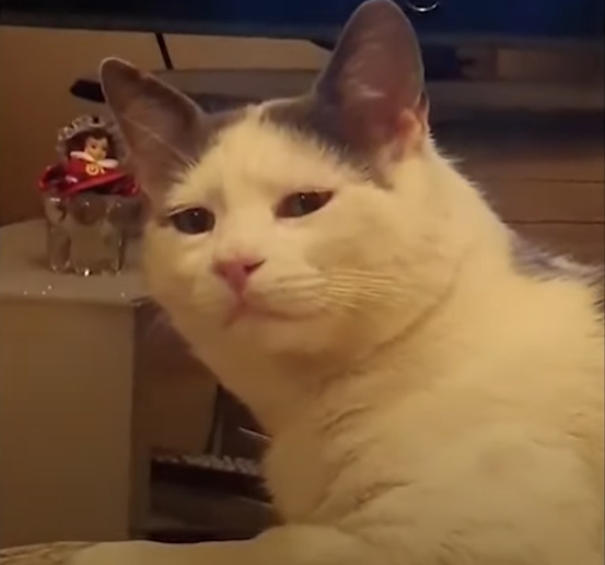 Side eye Cat Blank Meme Template