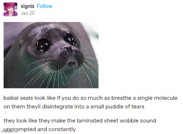 I stole this from google | image tagged in seals,cute,sad tho | made w/ Imgflip meme maker