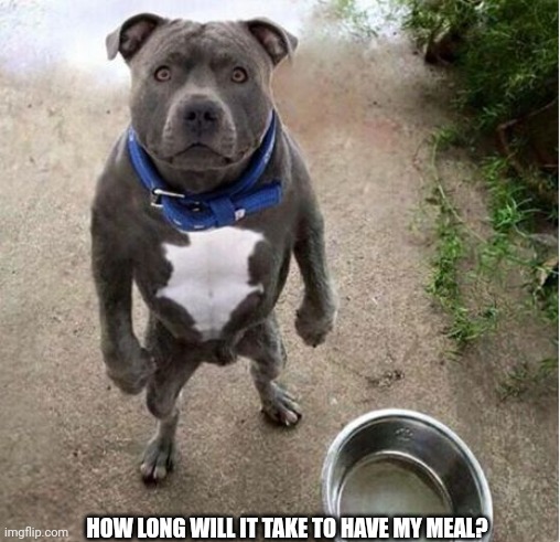 Hungry Dog | HOW LONG WILL IT TAKE TO HAVE MY MEAL? | image tagged in hungry dog | made w/ Imgflip meme maker