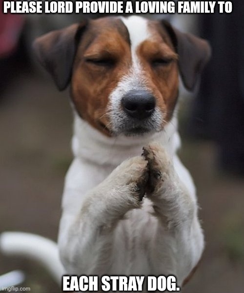 praying dog | PLEASE LORD PROVIDE A LOVING FAMILY TO; EACH STRAY DOG. | image tagged in praying dog | made w/ Imgflip meme maker