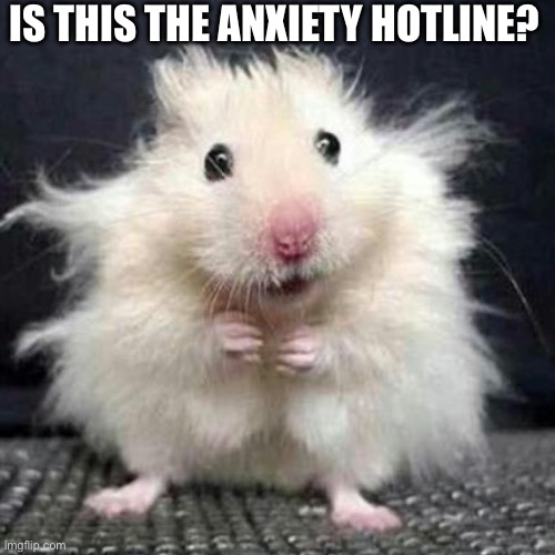 Stressed Mouse | IS THIS THE ANXIETY HOTLINE? | image tagged in stressed mouse | made w/ Imgflip meme maker