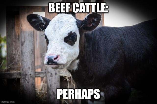Beef TIps | BEEF CATTLE: PERHAPS | image tagged in beef tips | made w/ Imgflip meme maker