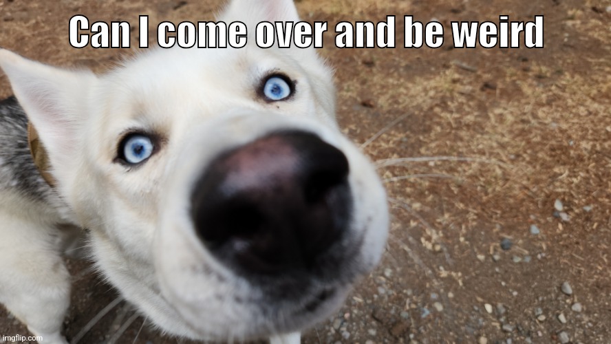 Can I Come Over And Be Weird Derpy Dog Meme | Can I come over and be weird | image tagged in funny dog memes,weird,memes,funny memes,weird face,derp | made w/ Imgflip meme maker