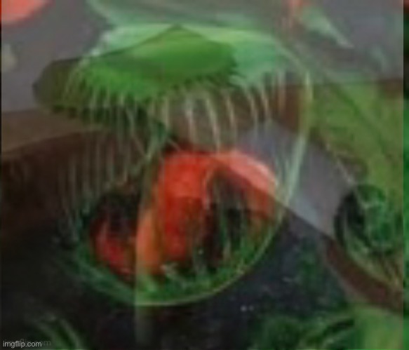 Screaming Fly Trap | image tagged in screaming fly trap | made w/ Imgflip meme maker