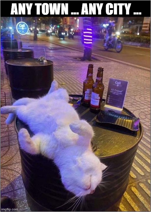 A Typical Saturday Night ! | ANY TOWN ... ANY CITY ... | image tagged in cats,saturday night,drunk | made w/ Imgflip meme maker