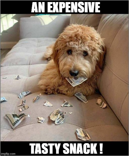 This Dog Is Costing A Fortune ... But Worth Every Penny ! | AN EXPENSIVE; TASTY SNACK ! | image tagged in dogs,snacks,money,destroyed | made w/ Imgflip meme maker