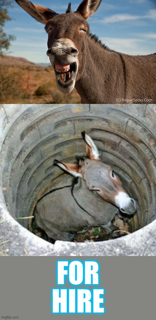 FOR HIRE | image tagged in donkey jackass braying,donkey in a hole | made w/ Imgflip meme maker