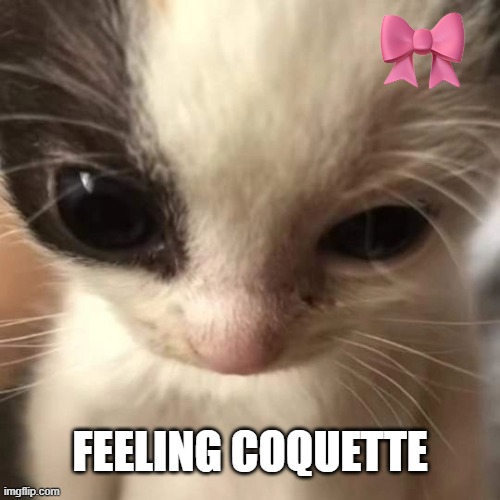 feeling coquette | FEELING COQUETTE | image tagged in cat memes | made w/ Imgflip meme maker