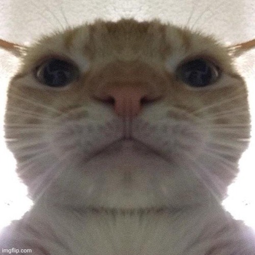 Staring Cat/Gusic | image tagged in staring cat/gusic | made w/ Imgflip meme maker