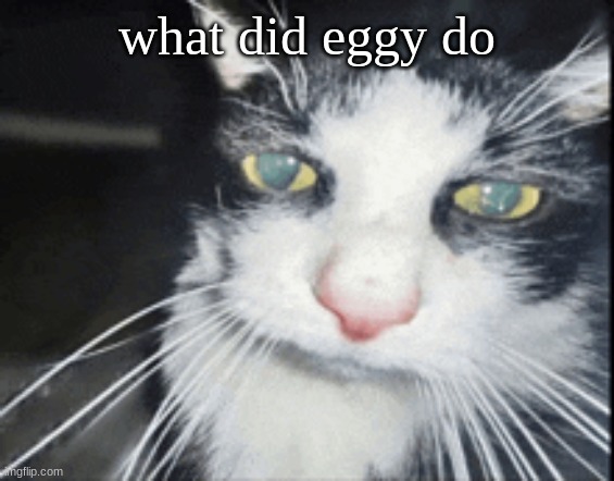 high cat | what did eggy do | image tagged in high cat | made w/ Imgflip meme maker