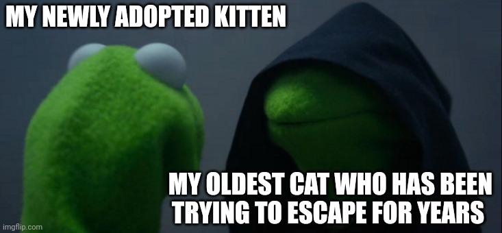 True story | MY NEWLY ADOPTED KITTEN; MY OLDEST CAT WHO HAS BEEN TRYING TO ESCAPE FOR YEARS | image tagged in memes,evil kermit | made w/ Imgflip meme maker